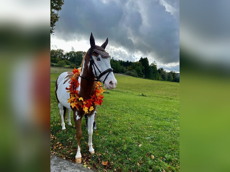 American Paint Horse Wallach 6 Jahre 152 cm Overo-alle-Farben in Velburg