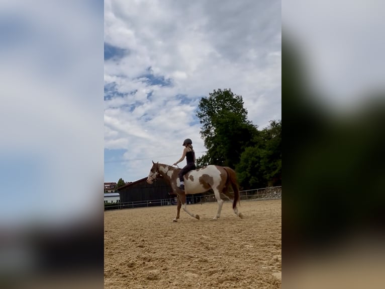 American Paint Horse Wallach 6 Jahre 152 cm Overo-alle-Farben in Velburg
