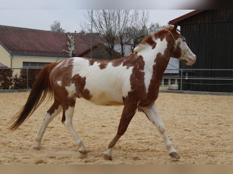 American Paint Horse Wallach 6 Jahre 152 cm Overo-alle-Farben in Velburg