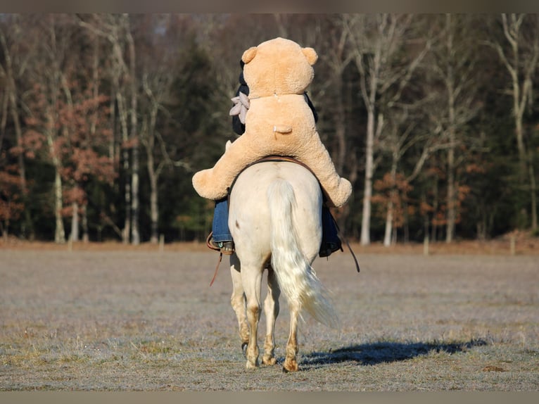 American Paint Horse Wallach 6 Jahre 152 cm Palomino in Clarion