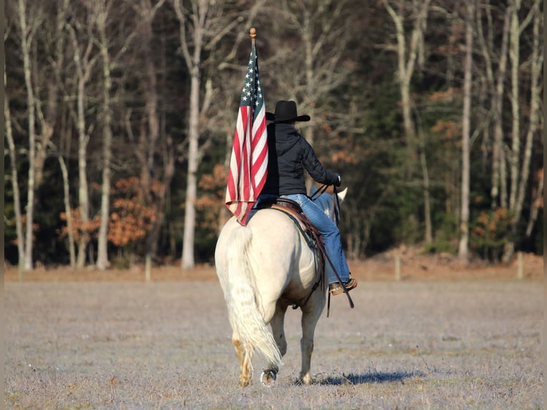 American Paint Horse Wallach 6 Jahre 152 cm Palomino in Clarion