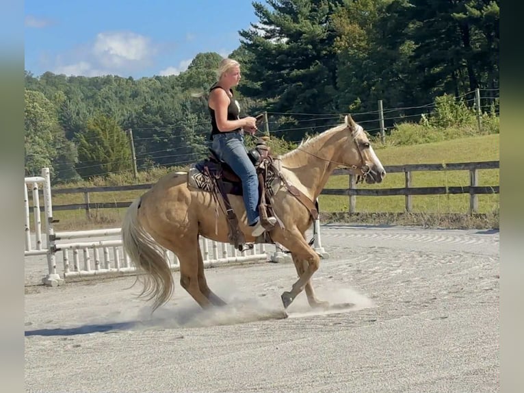 American Paint Horse Wallach 6 Jahre 152 cm Palomino in Narvon