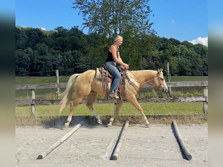 American Paint Horse Wallach 6 Jahre 152 cm Palomino in Narvon
