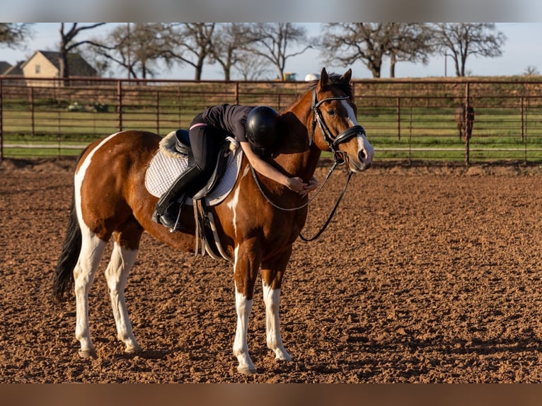 American Paint Horse Wallach 6 Jahre 152 cm Schecke in Weatherford