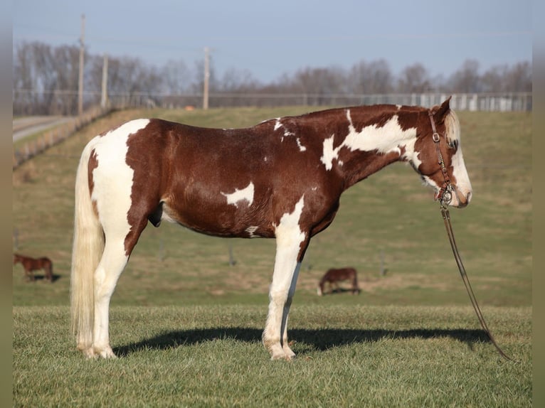 American Paint Horse Wallach 6 Jahre 152 cm Tobiano-alle-Farben in Parkers Lake KY