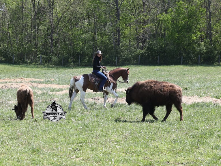 American Paint Horse Wallach 6 Jahre 152 cm  in Mount Vernon