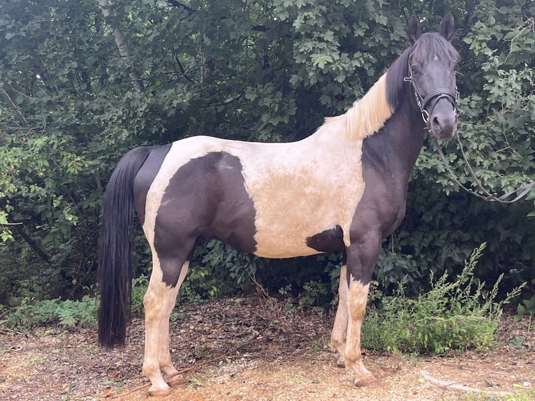 American Paint Horse Wallach 6 Jahre 153 cm Schecke in Ursensollen