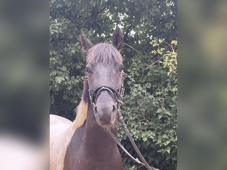 American Paint Horse Wallach 6 Jahre 153 cm Schecke in Ursensollen