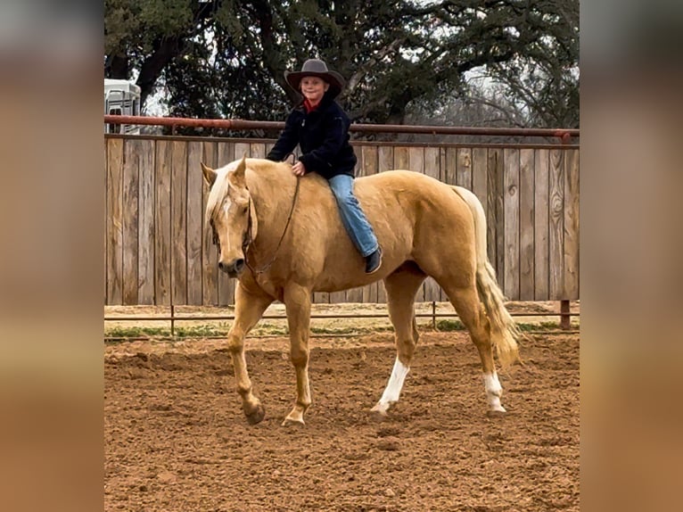 American Paint Horse Wallach 6 Jahre 155 cm Palomino in Weatherford