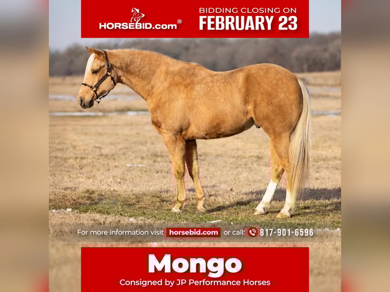 American Paint Horse Wallach 6 Jahre 155 cm Palomino in Weatherford