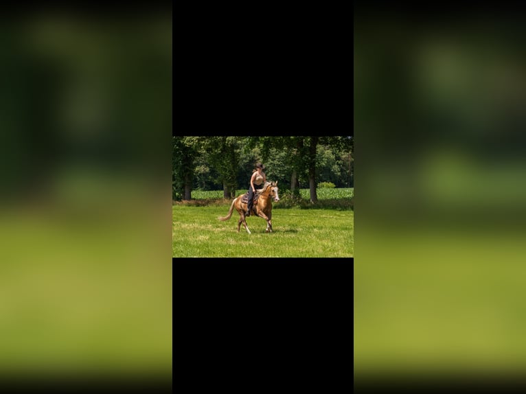 American Paint Horse Wallach 6 Jahre 155 cm Palomino in Saerbeck