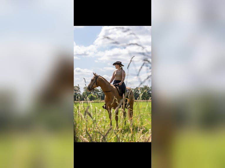 American Paint Horse Wallach 6 Jahre 155 cm Palomino in Saerbeck