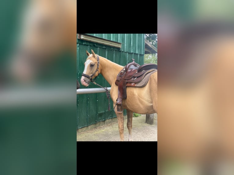 American Paint Horse Wallach 6 Jahre 155 cm Palomino in Saerbeck