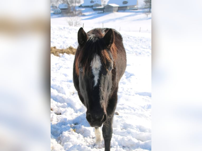 American Paint Horse Wallach 6 Jahre 155 cm Rappe in Worb