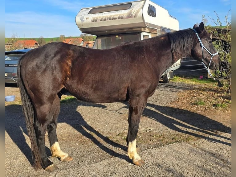 American Paint Horse Wallach 6 Jahre 155 cm Rappe in Worb