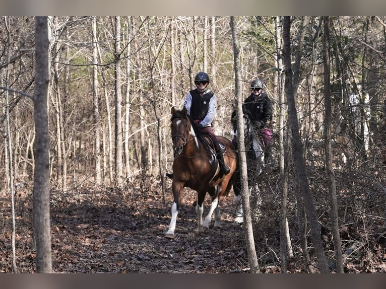 American Paint Horse Mix Wallach 6 Jahre 155 cm Schecke in Clover