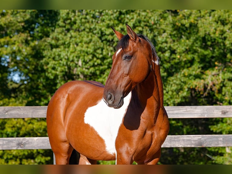 American Paint Horse Mix Wallach 6 Jahre 155 cm Schecke in Clover