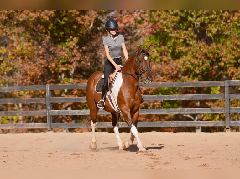 American Paint Horse Mix Wallach 6 Jahre 155 cm Schecke in Clover