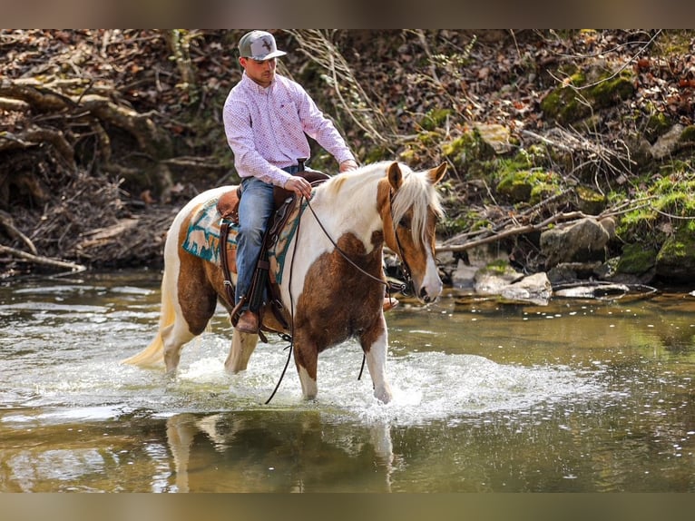 American Paint Horse Wallach 6 Jahre 155 cm Schecke in Santa Fe