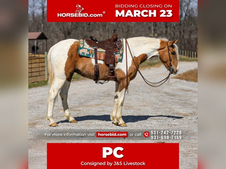 American Paint Horse Wallach 6 Jahre 155 cm Schecke in Santa Fe