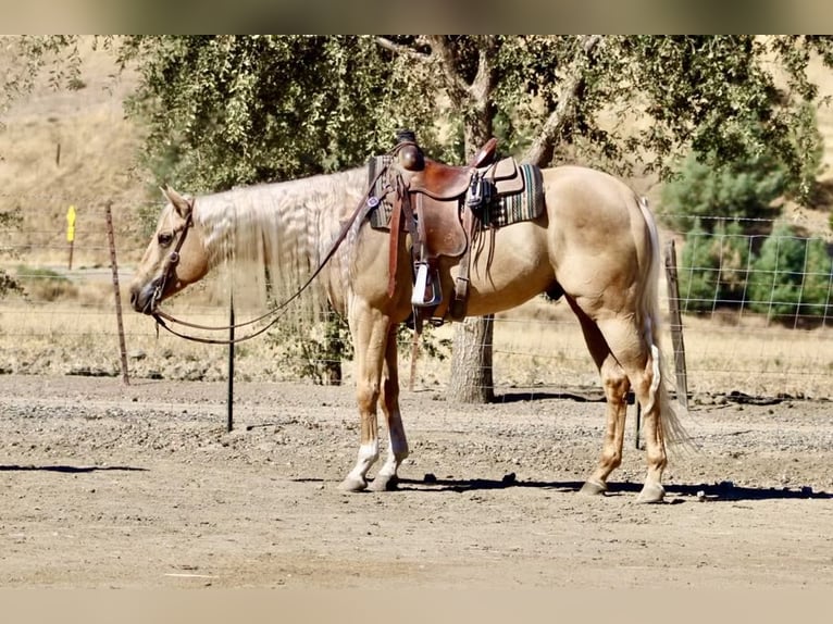 American Paint Horse Wallach 6 Jahre 157 cm Palomino in Paicines CA