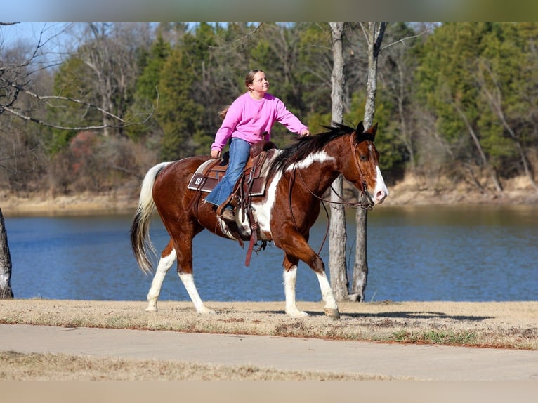 American Paint Horse Wallach 6 Jahre 157 cm Rotbrauner in Forney