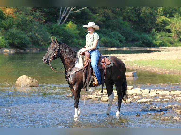 American Paint Horse Wallach 6 Jahre 157 cm in Clarion, PA