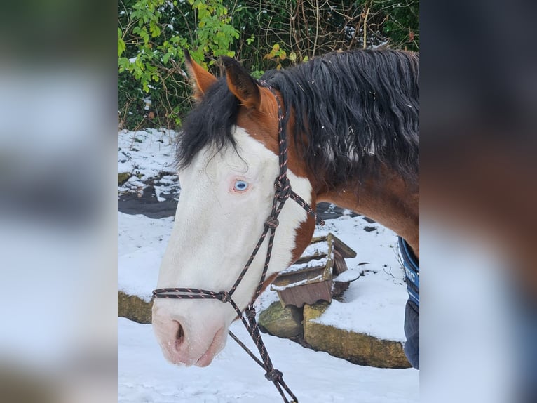 American Paint Horse Mix Wallach 6 Jahre 160 cm Tovero-alle-Farben in Sotta