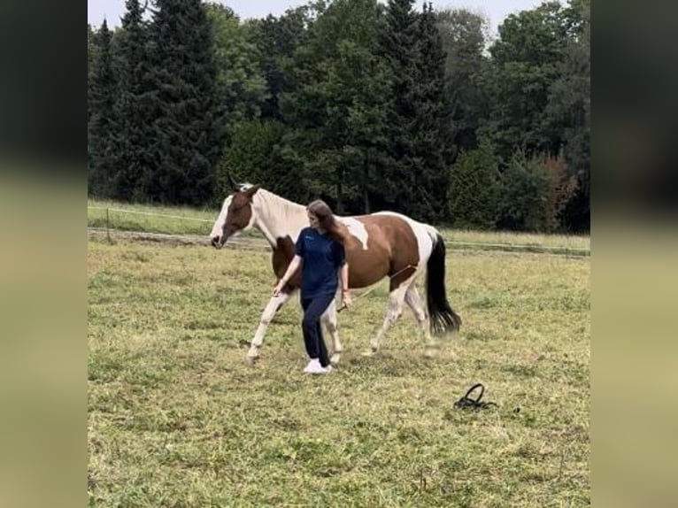American Paint Horse Mix Wallach 6 Jahre 165 cm Schecke in Minden