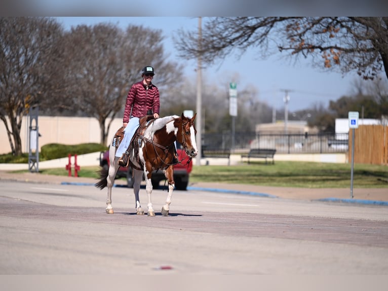 American Paint Horse Wallach 6 Jahre Schecke in Waco