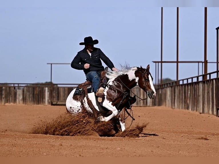 American Paint Horse Wallach 6 Jahre Schecke in Waco