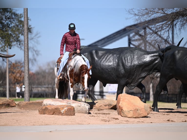 American Paint Horse Wallach 6 Jahre Schecke in Waco