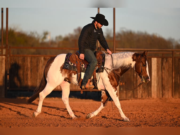 American Paint Horse Wallach 6 Jahre Schecke in Waco