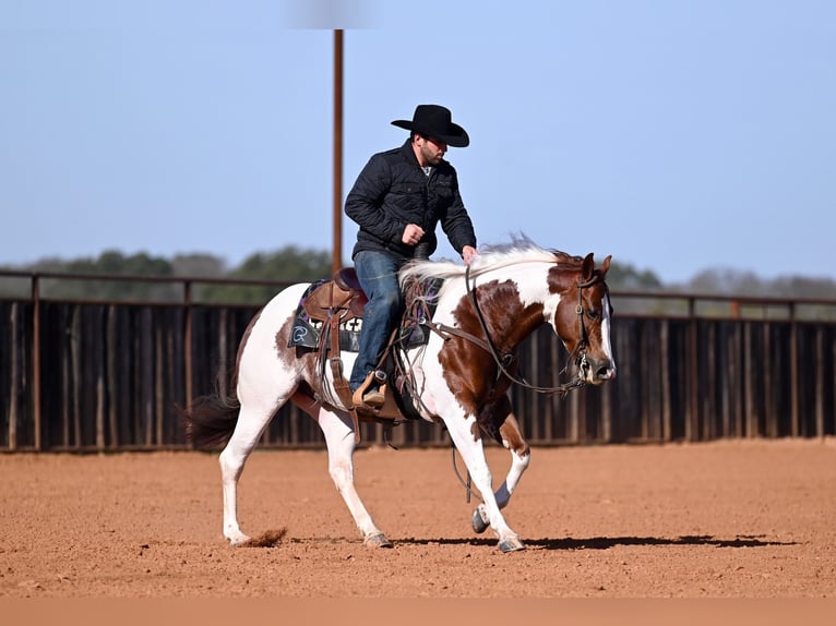 American Paint Horse Wallach 6 Jahre Schecke in Waco