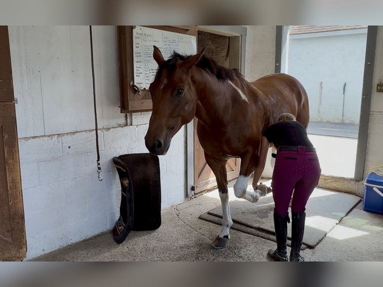 American Paint Horse Mix Wallach 6 Jahre Schecke in Gap