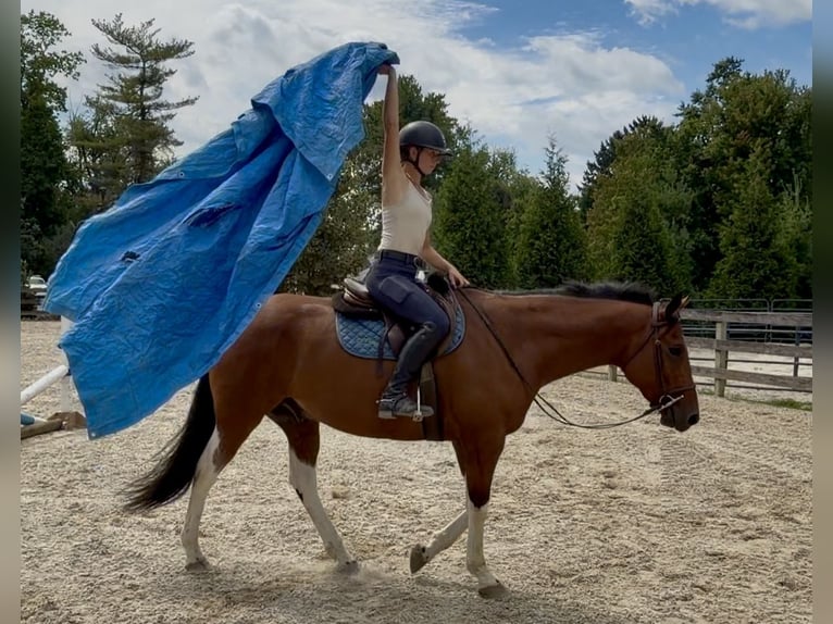 American Paint Horse Mix Wallach 6 Jahre Schecke in Gap