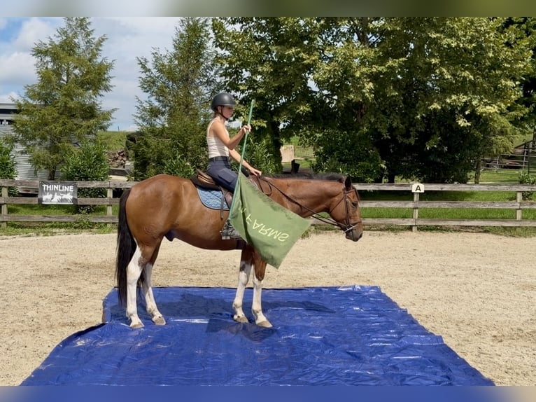American Paint Horse Mix Wallach 6 Jahre Schecke in Gap