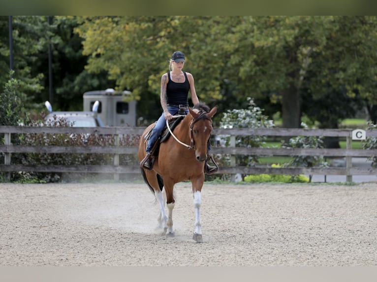 American Paint Horse Mix Wallach 6 Jahre Schecke in Gap