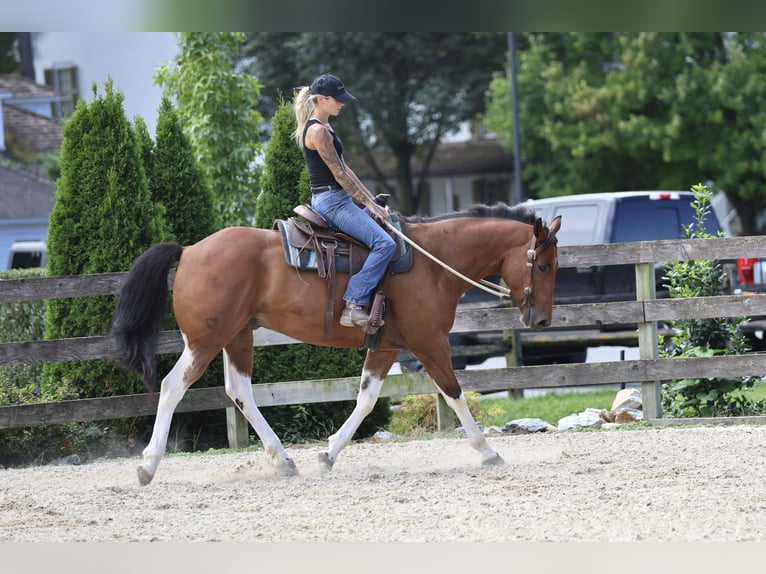 American Paint Horse Mix Wallach 6 Jahre Schecke in Gap