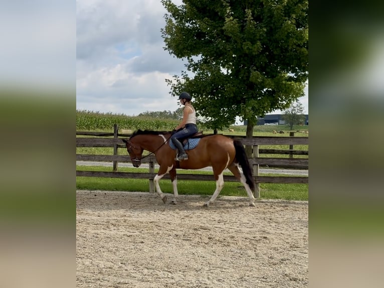 American Paint Horse Mix Wallach 6 Jahre Schecke in Gap