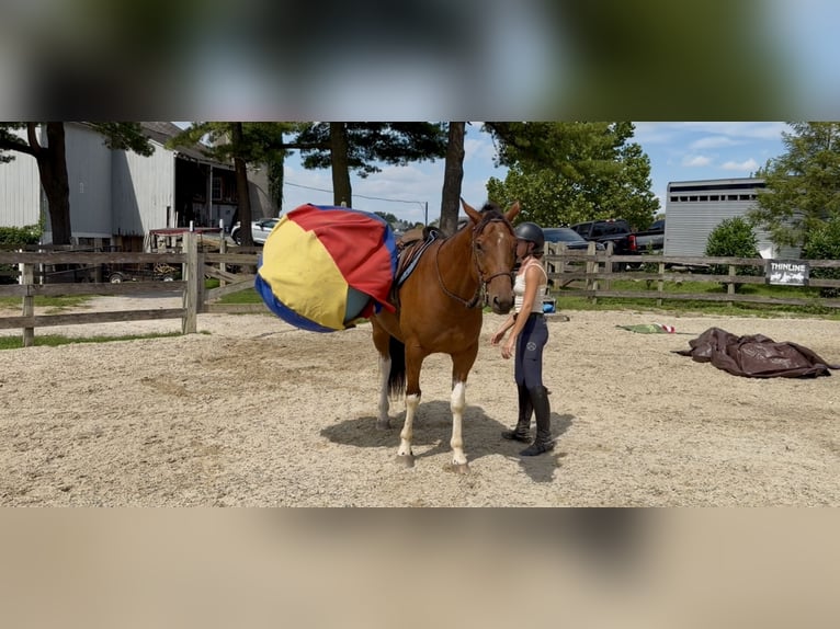 American Paint Horse Mix Wallach 6 Jahre Schecke in Gap