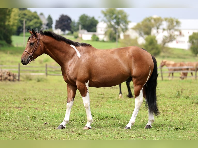 American Paint Horse Mix Wallach 6 Jahre Schecke in Gap