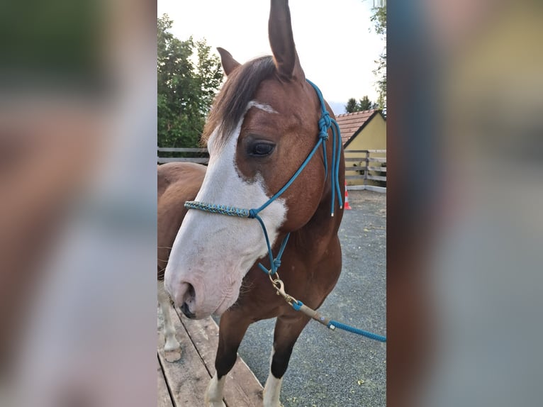 American Paint Horse Mix Wallach 7 Jahre 142 cm Dunkelbrauner in KLOSTERMARIENBERG