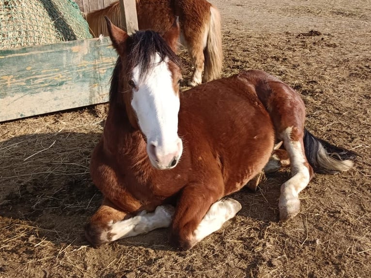 American Paint Horse Mix Wallach 7 Jahre 142 cm Dunkelbrauner in KLOSTERMARIENBERG