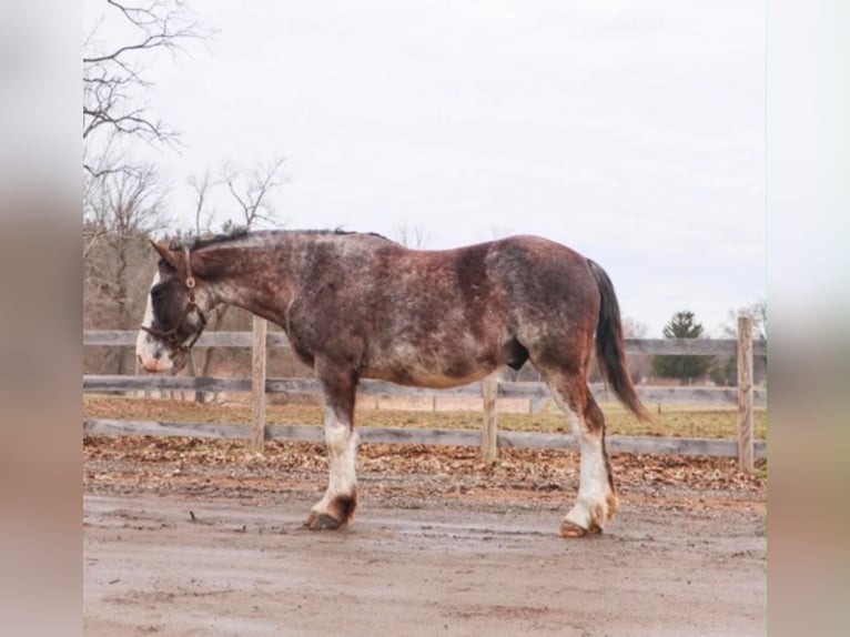 American Paint Horse Wallach 7 Jahre 142 cm Roan-Blue in Howell
