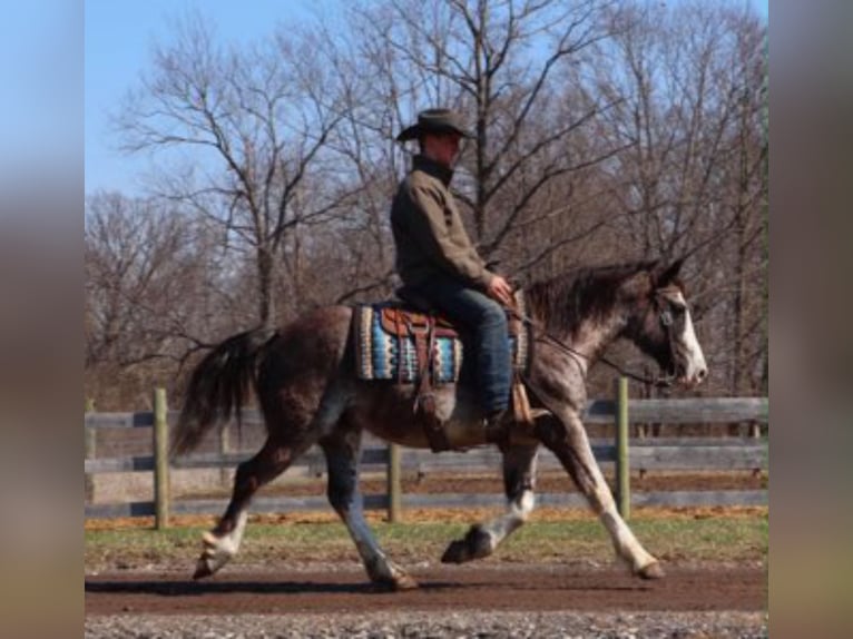 American Paint Horse Wallach 7 Jahre 142 cm Roan-Blue in Howell