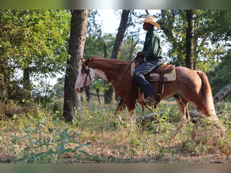 American Paint Horse Wallach 7 Jahre 142 cm in Mount Vernon, TX