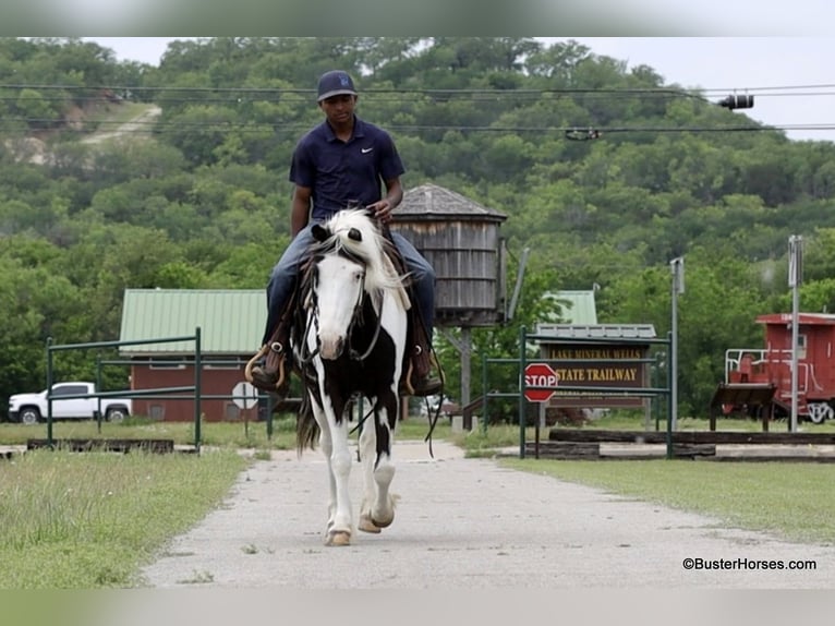 American Paint Horse Wallach 7 Jahre 145 cm Tobiano-alle-Farben in Weatherford TX
