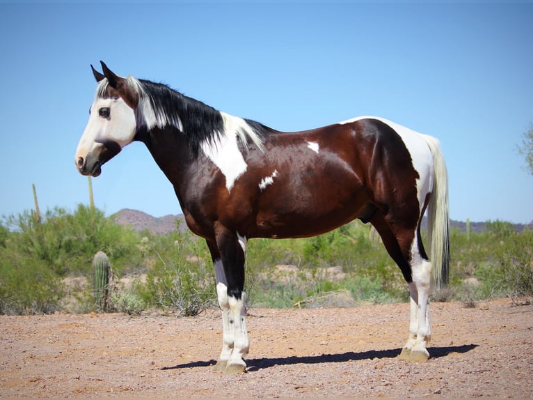 American Paint Horse Wallach 7 Jahre 147 cm Schecke in Marana