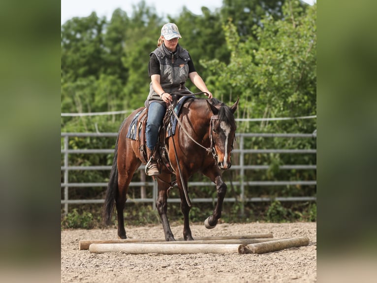 American Paint Horse Wallach 7 Jahre 150 cm Brauner in Varel JethausenVarel